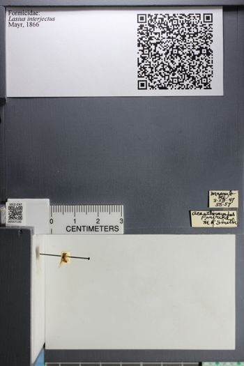 Media type: image;   Entomology 557135